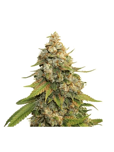 GOLDEN LEMON HAZE FEM X3-SEEDSTOCKERS 2