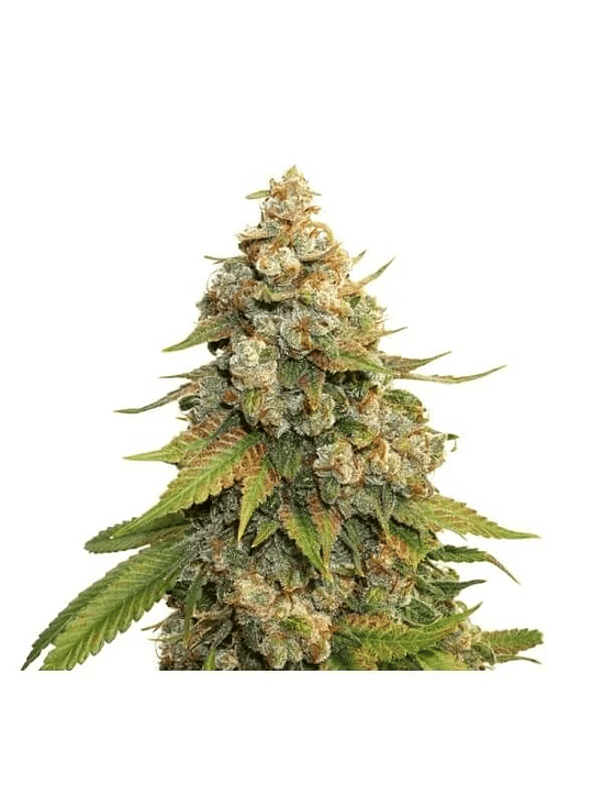 GOLDEN LEMON HAZE FEM X3-SEEDSTOCKERS 2