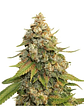 GOLDEN LEMON HAZE FEM X3-SEEDSTOCKERS - Miniatura 2