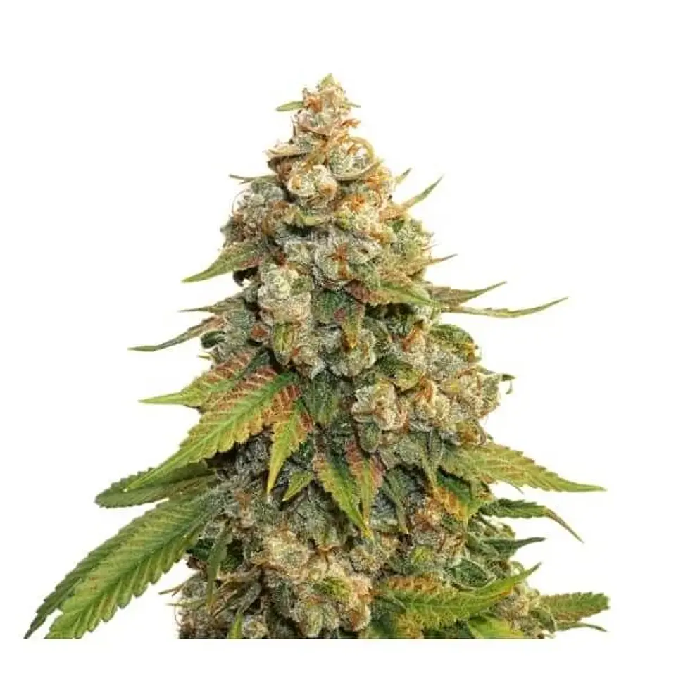 Golden Lemon Haze Fem X3-Seedstockers 2