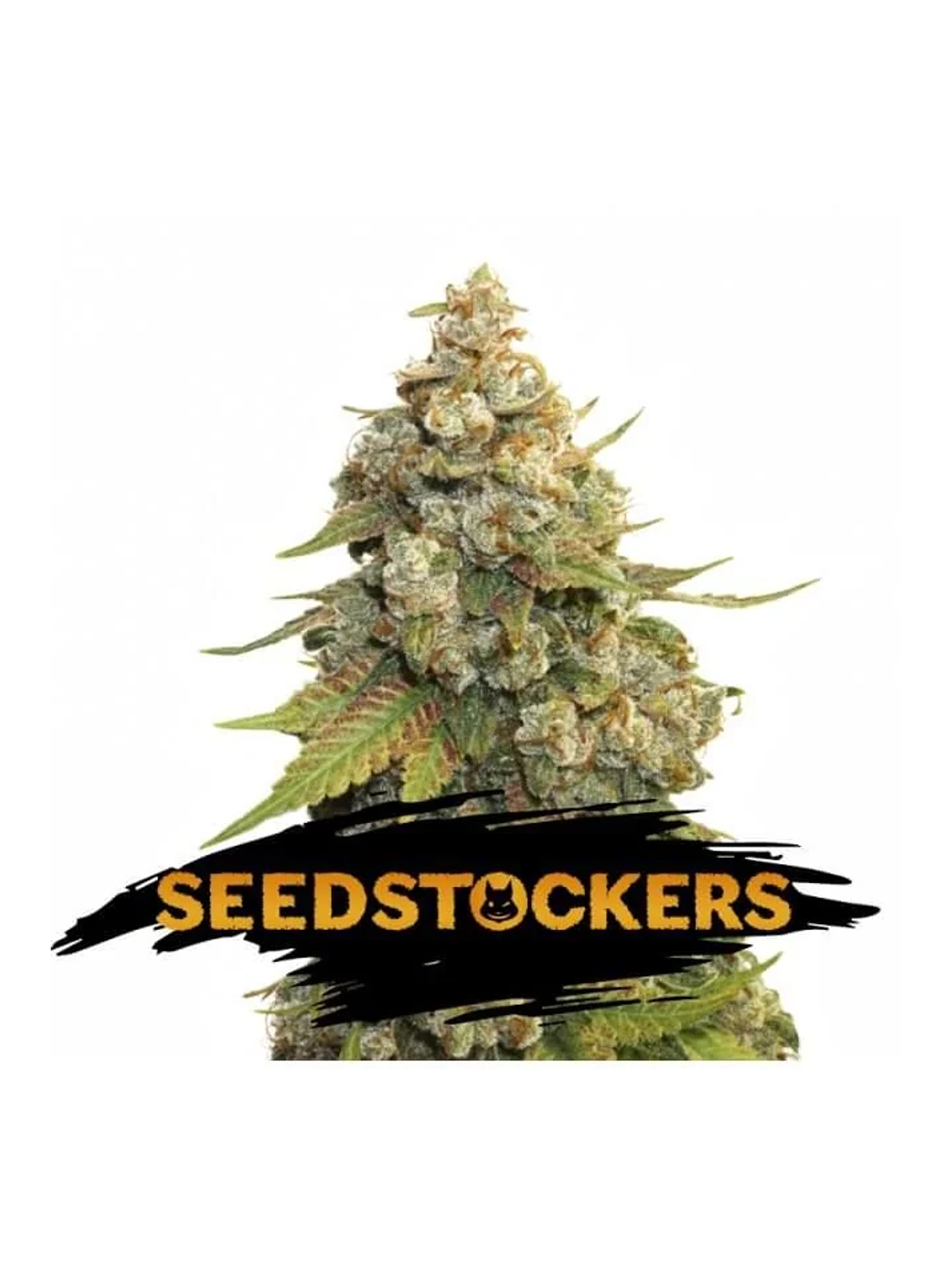 Golden Lemon Haze Fem X3-Seedstockers 1