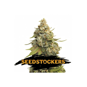 GOLDEN LEMON HAZE FEM X3-SEEDSTOCKERS