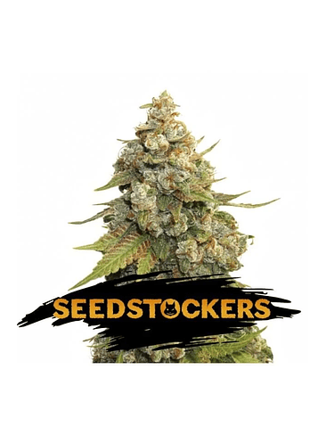 GOLDEN LEMON HAZE FEM X3-SEEDSTOCKERS 1