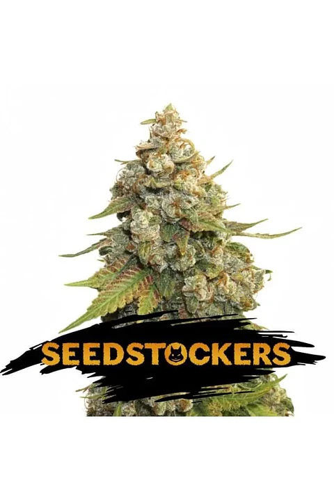 Golden Lemon Haze Fem X3-Seedstockers