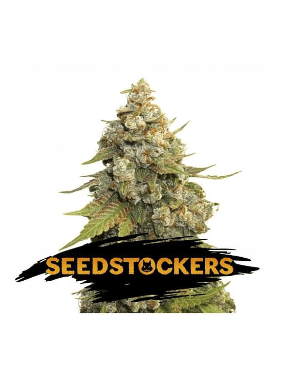 GOLDEN LEMON HAZE FEM X3-SEEDSTOCKERS 1