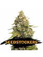 GOLDEN LEMON HAZE FEM X3-SEEDSTOCKERS - Miniatura 1