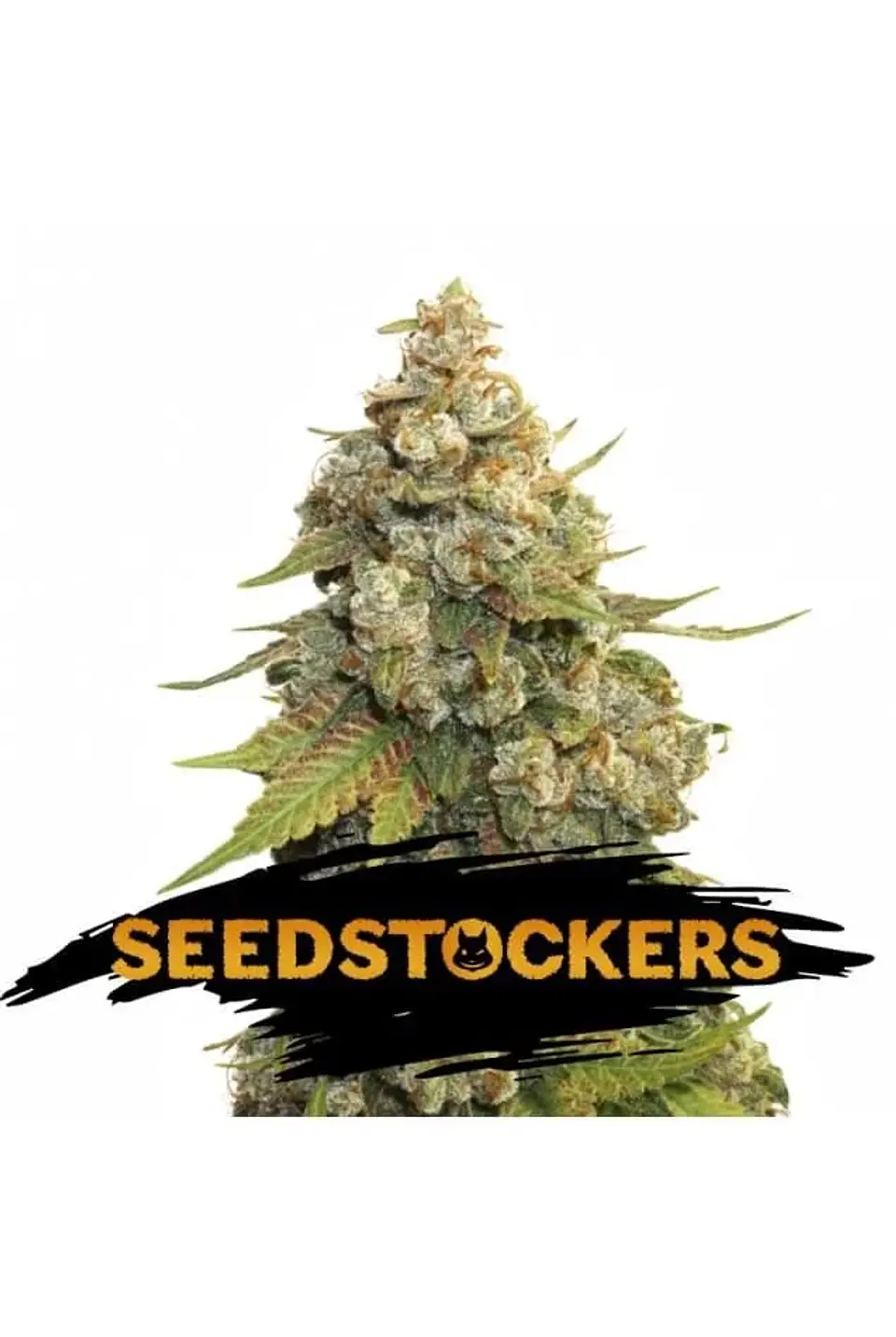 Golden Lemon Haze Fem X3-Seedstockers 1