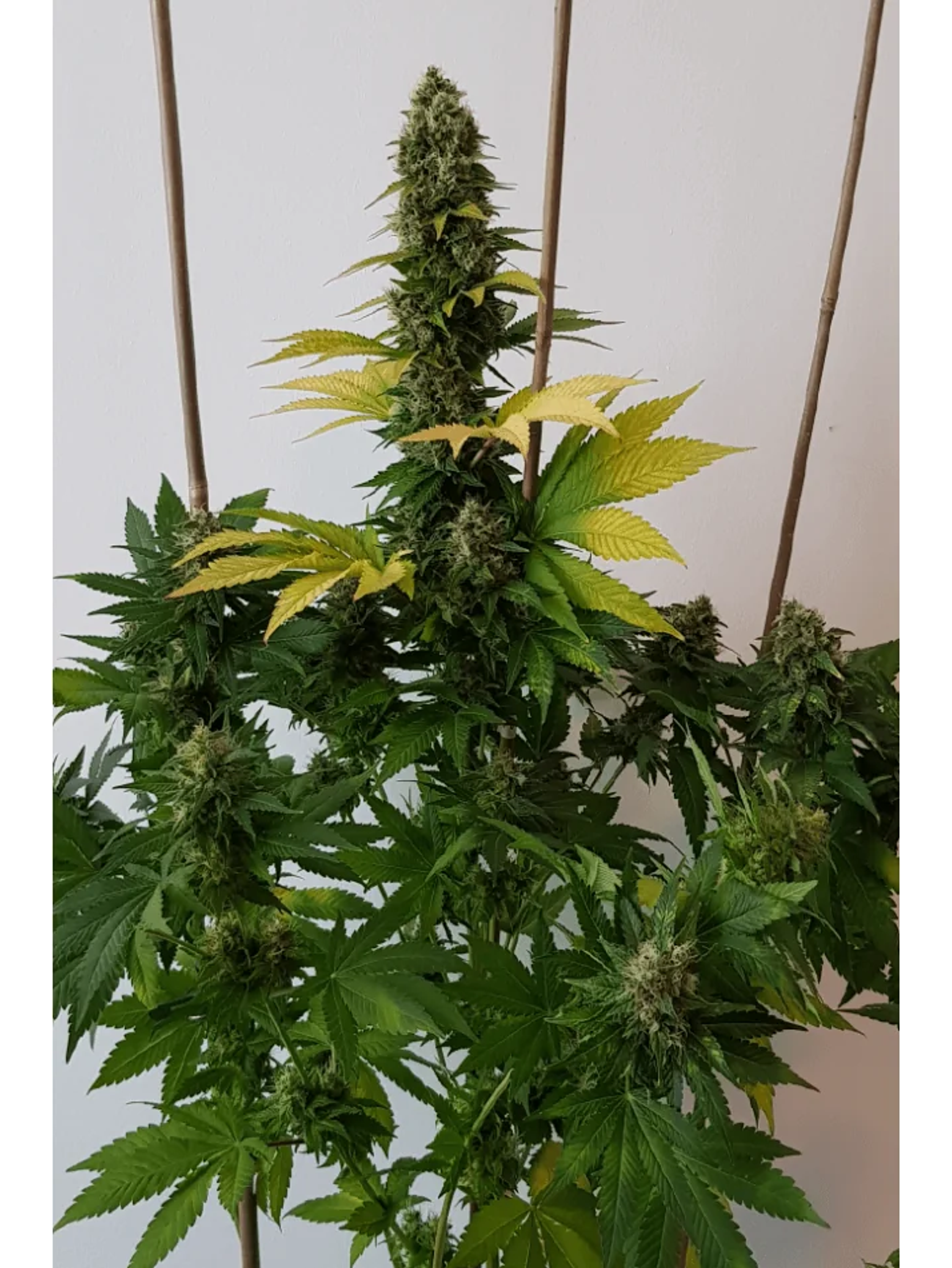 Golden Lemon Haze Fem X3-Seedstockers 3