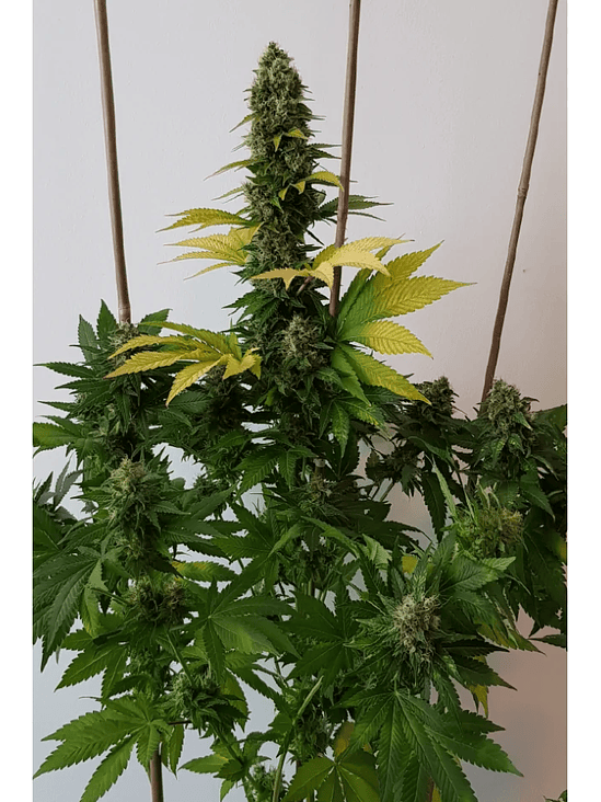 GOLDEN LEMON HAZE FEM X3-SEEDSTOCKERS 3
