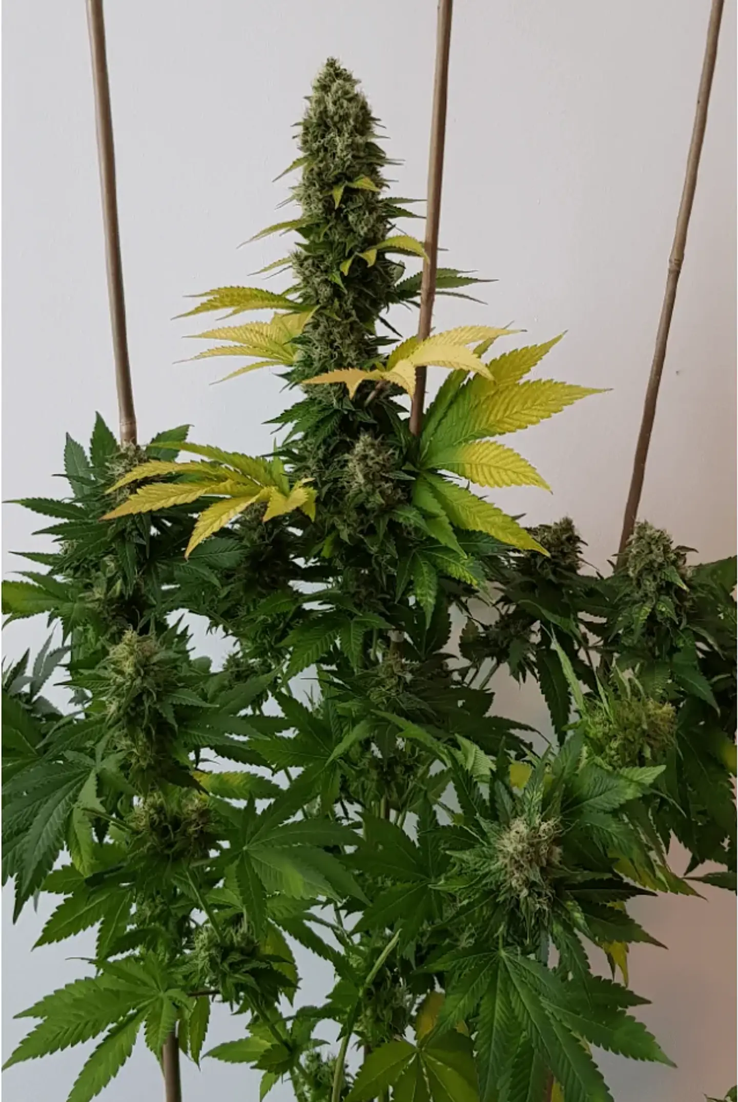 Golden Lemon Haze Fem X3-Seedstockers 3