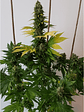 GOLDEN LEMON HAZE FEM X3-SEEDSTOCKERS - Miniatura 3