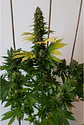Golden Lemon Haze Fem X3-Seedstockers - Miniatura 3