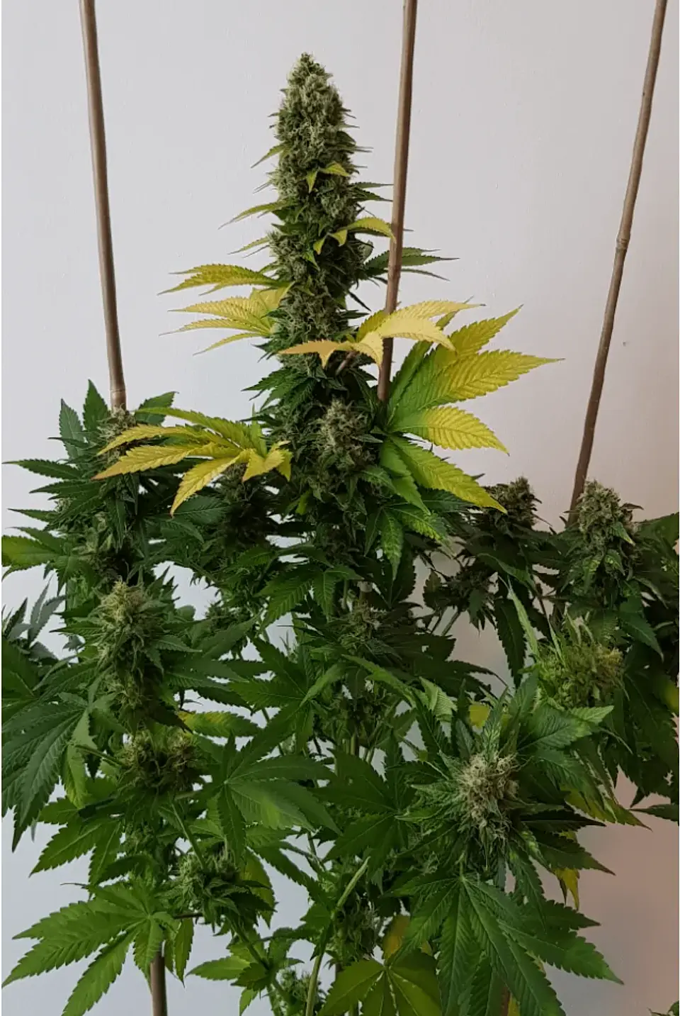 Golden Lemon Haze Fem X3-Seedstockers 3