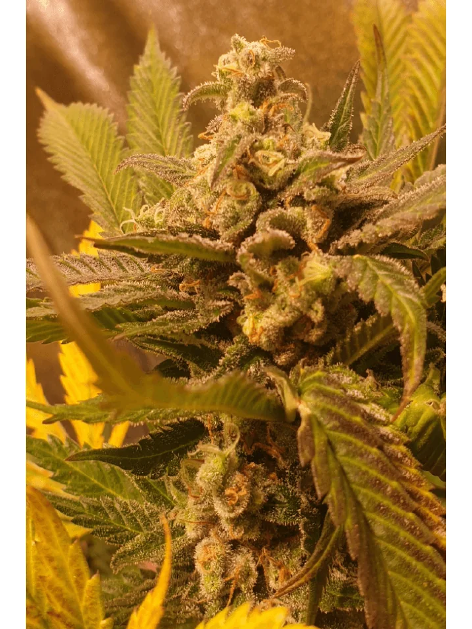 Golden Lemon Haze Fem X3-Seedstockers 4