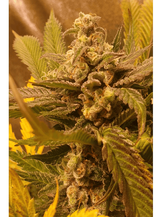GOLDEN LEMON HAZE FEM X3-SEEDSTOCKERS 4