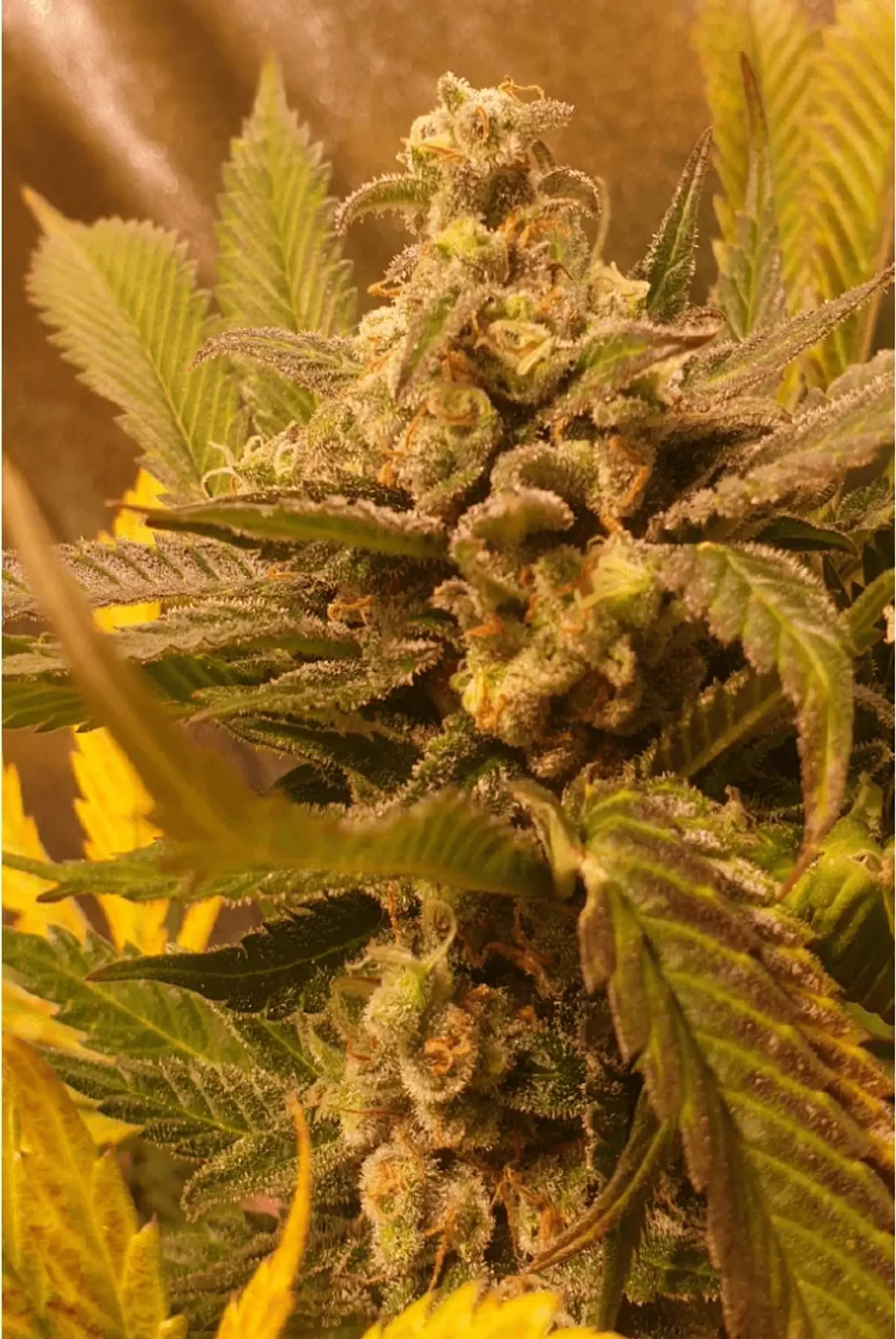 Golden Lemon Haze Fem X3-Seedstockers 4