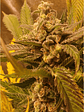 GOLDEN LEMON HAZE FEM X3-SEEDSTOCKERS - Miniatura 4