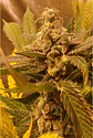 Golden Lemon Haze Fem X3-Seedstockers - Miniatura 4