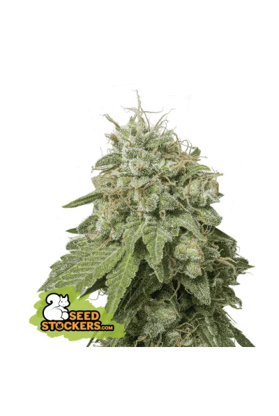 Green Crack Auto X3-Seedstockers 1