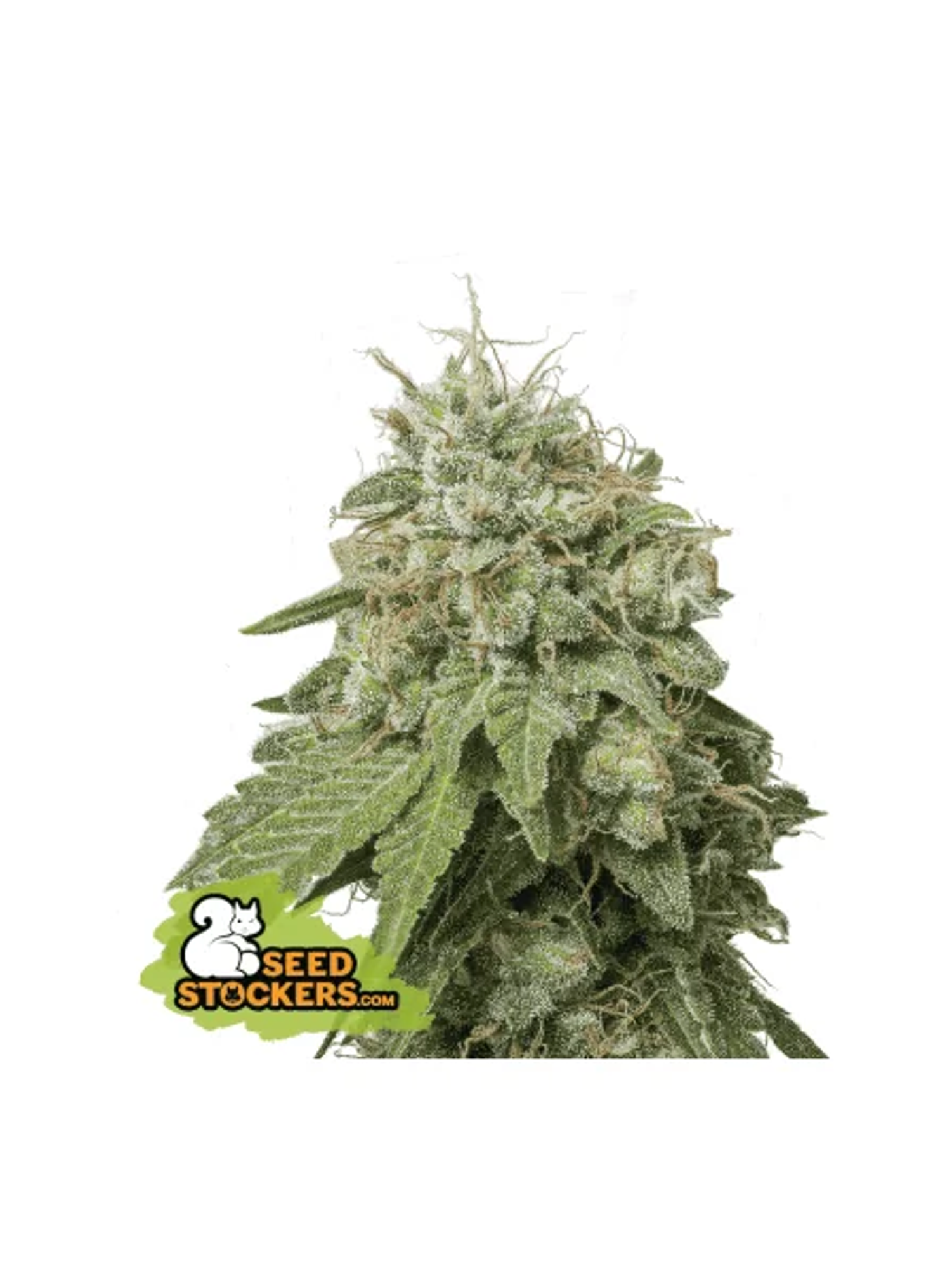 Green Crack Auto X3-Seedstockers 1