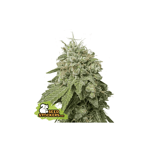 Green Crack Auto X3-Seedstockers