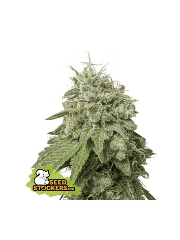 GREEN CRACK AUTO X3-SEEDSTOCKERS 1