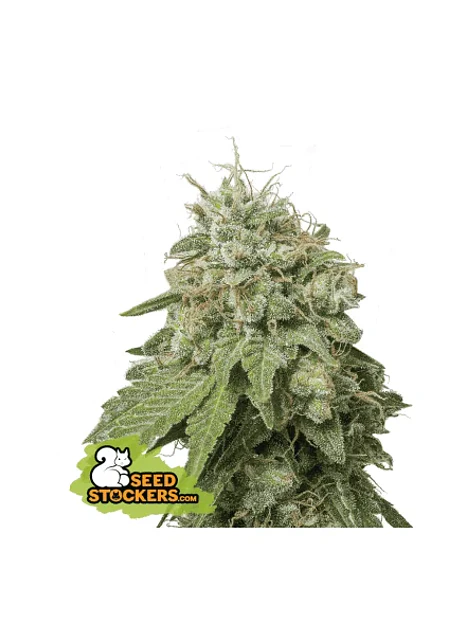 Green Crack Auto X3-Seedstockers 1