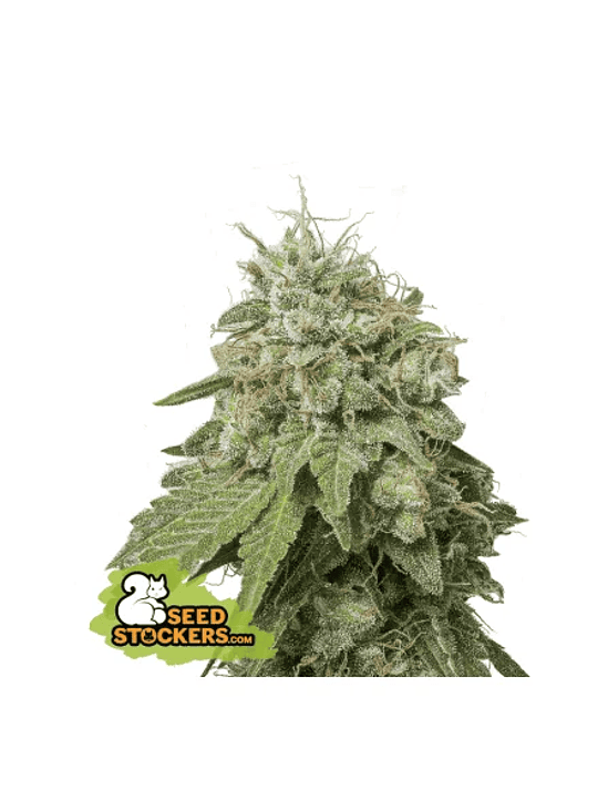 GREEN CRACK AUTO X3-SEEDSTOCKERS 1
