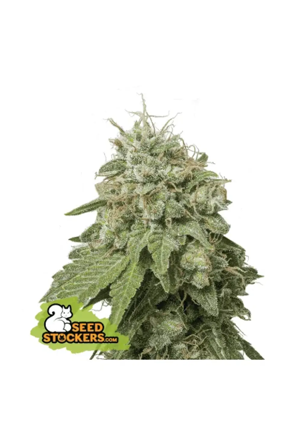 Green Crack Auto X3-Seedstockers 1