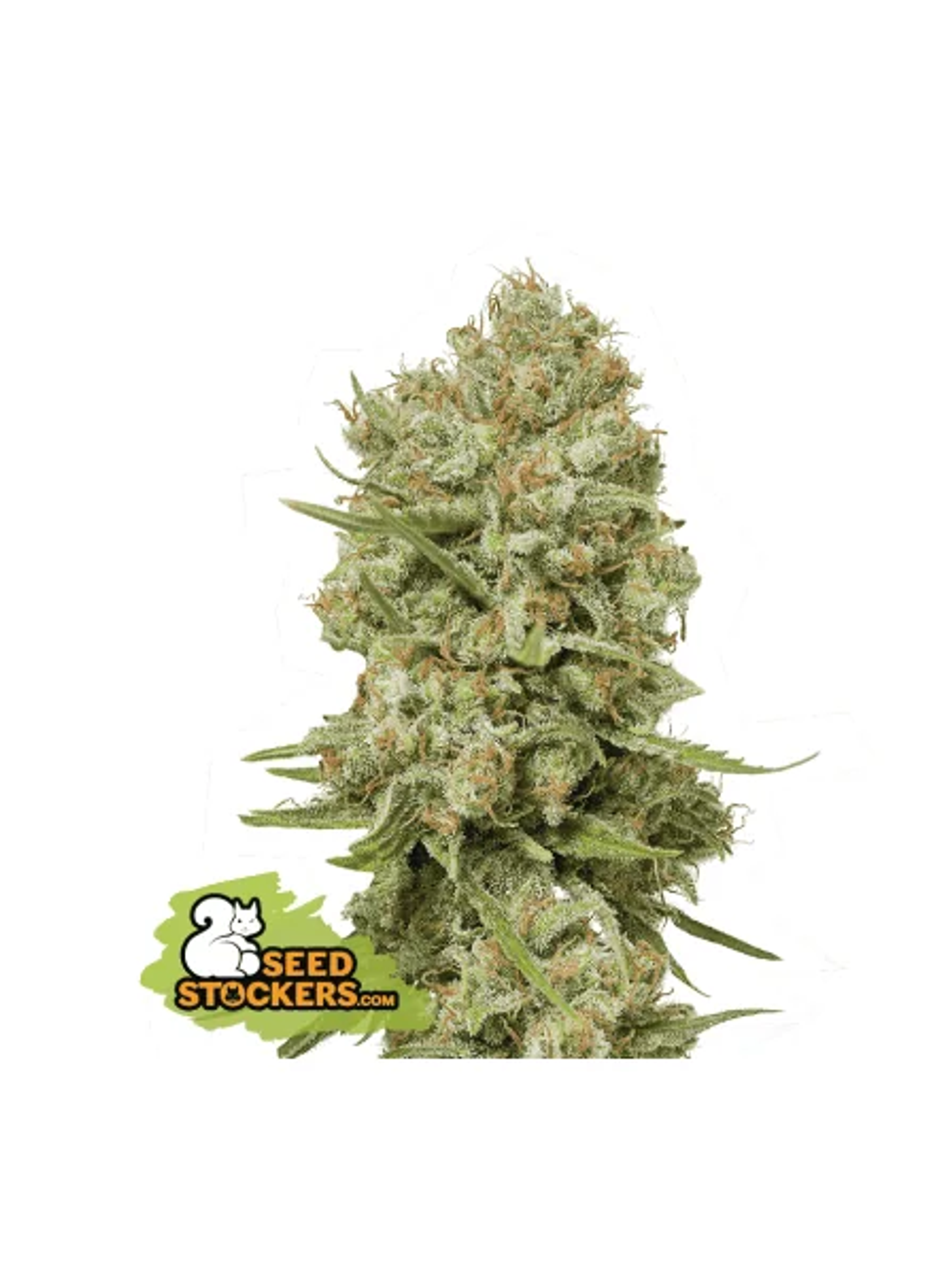 Green Crack Fem X3-Seedstockers 1