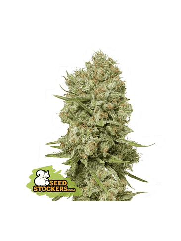 GREEN CRACK FEM X3-SEEDSTOCKERS 1