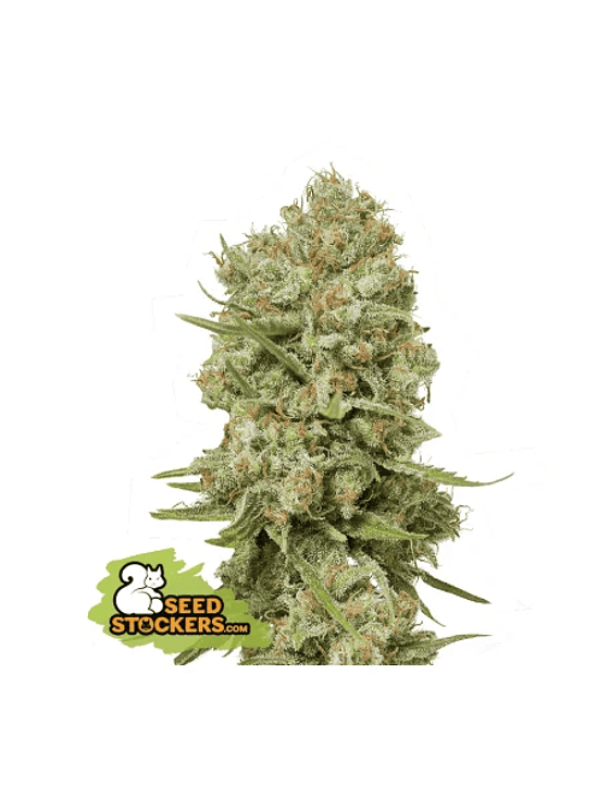 GREEN CRACK FEM X3-SEEDSTOCKERS 1