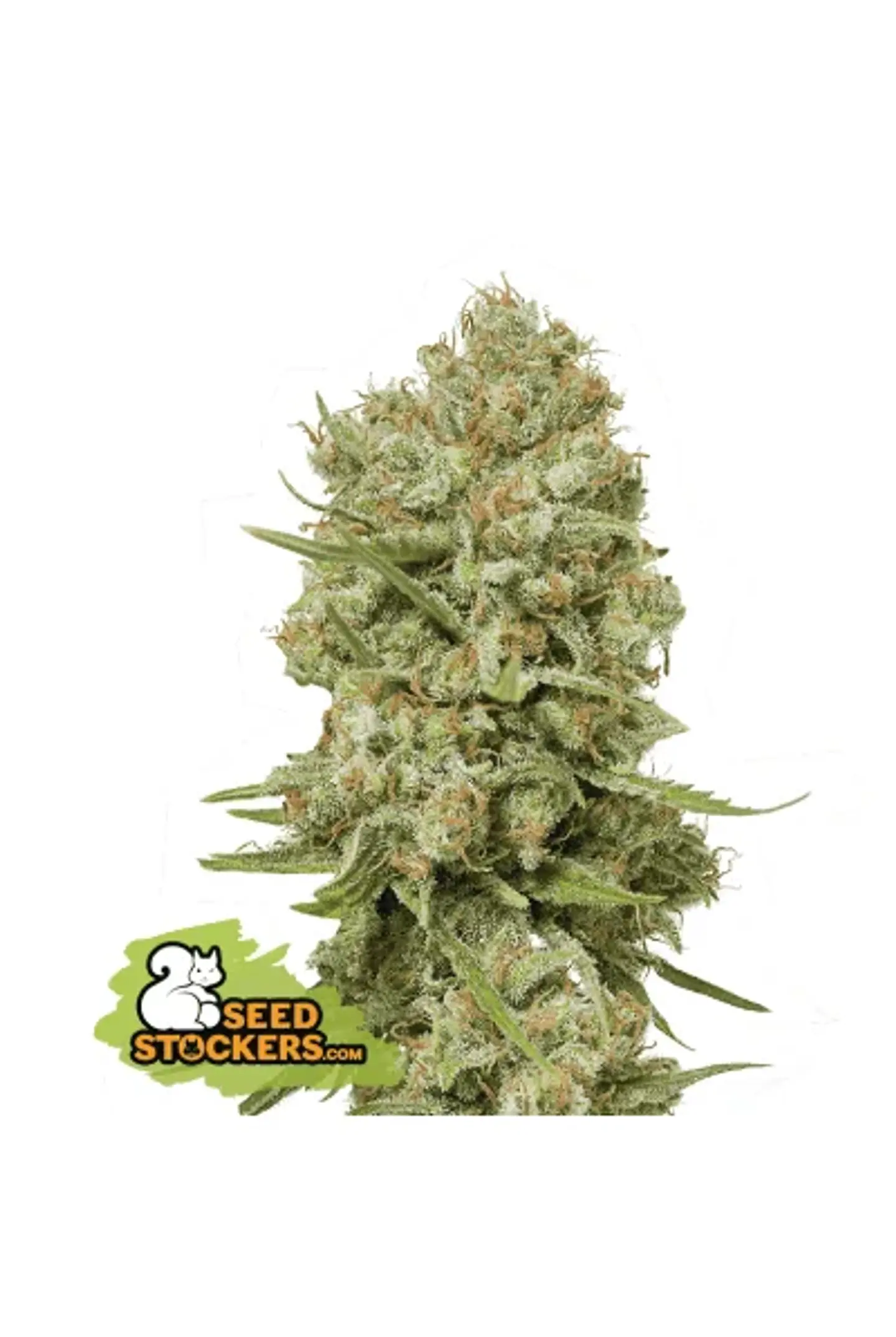 Green Crack Fem X3-Seedstockers 1
