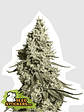 Moby Dick Auto X100-Seedstockers - Miniatura 1