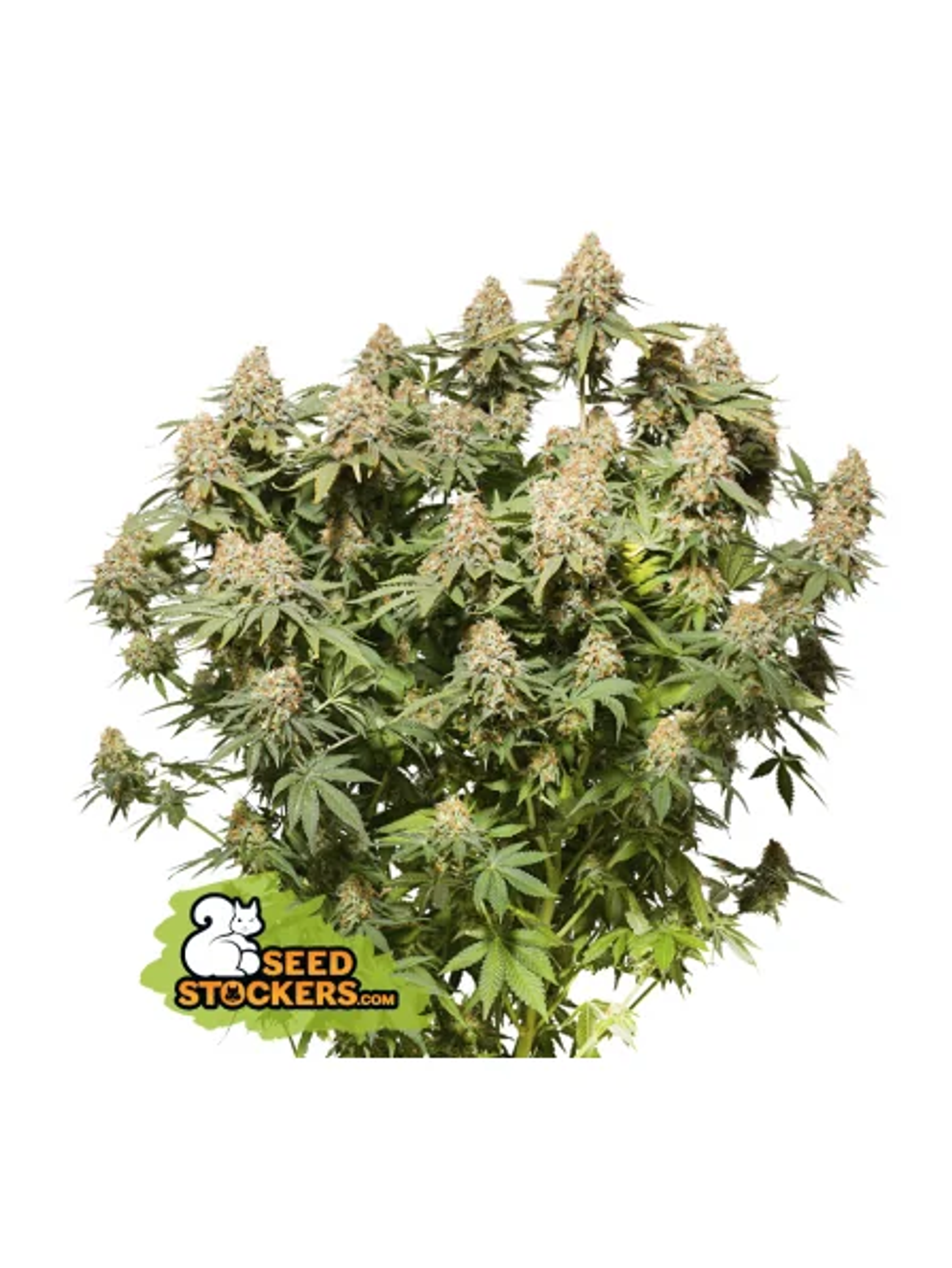 Moby Dick Fem X3-Seedstockers 1