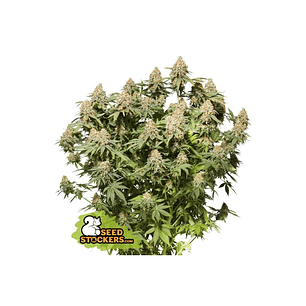 MOBY DICK FEM X3-SEEDSTOCKERS