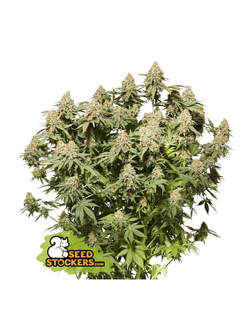 MOBY DICK FEM X3-SEEDSTOCKERS 1