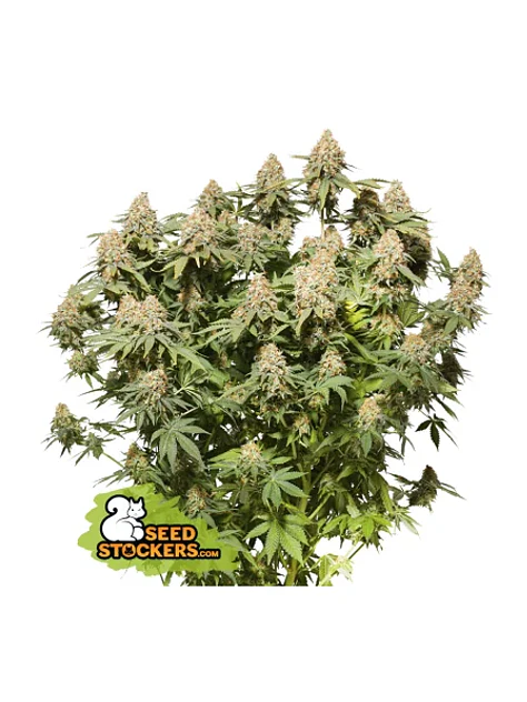 Moby Dick Fem X3-Seedstockers 1