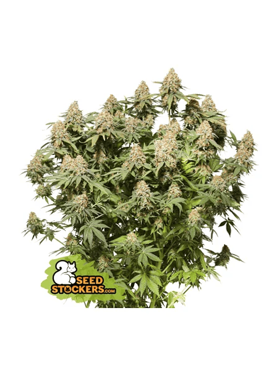 MOBY DICK FEM X3-SEEDSTOCKERS 1