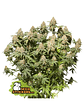 MOBY DICK FEM X3-SEEDSTOCKERS - Miniatura 1