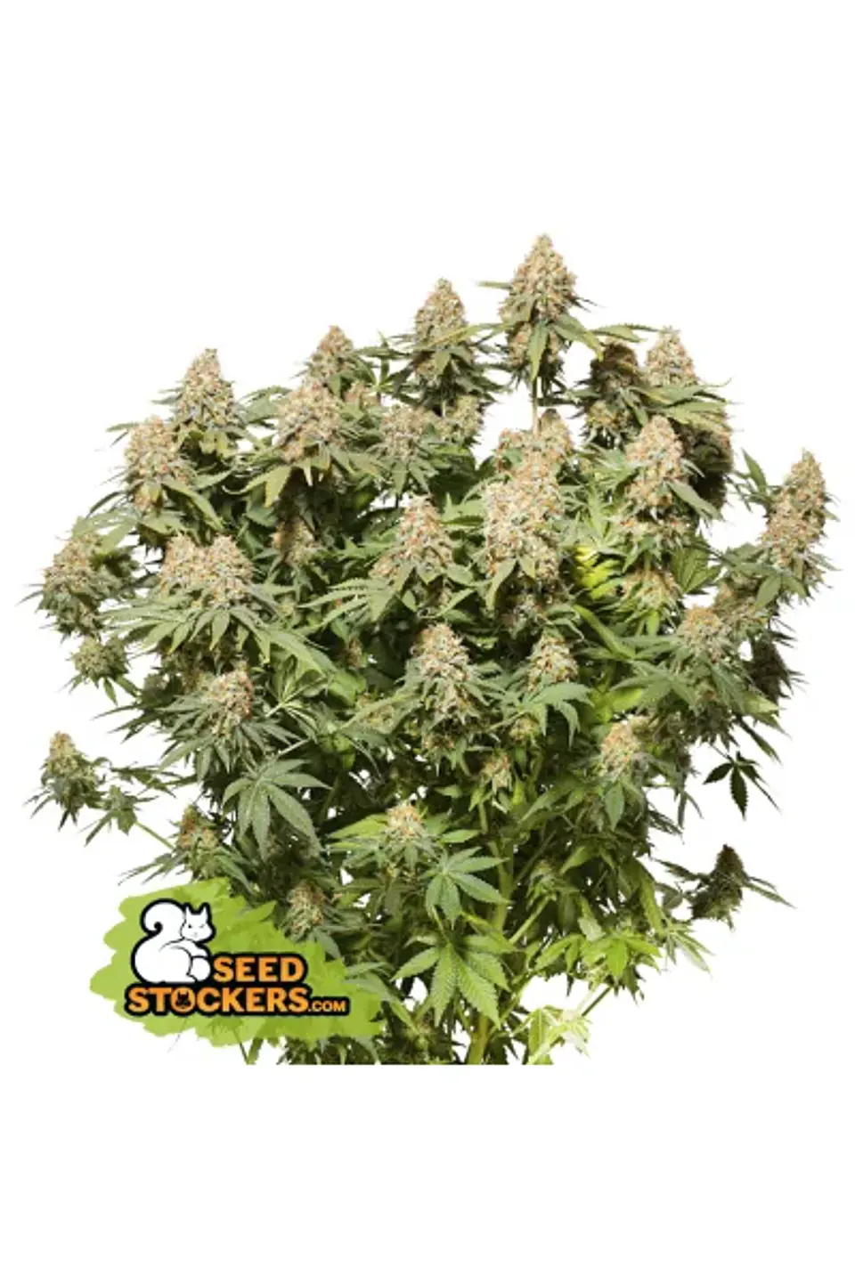 Moby Dick Fem X3-Seedstockers 1