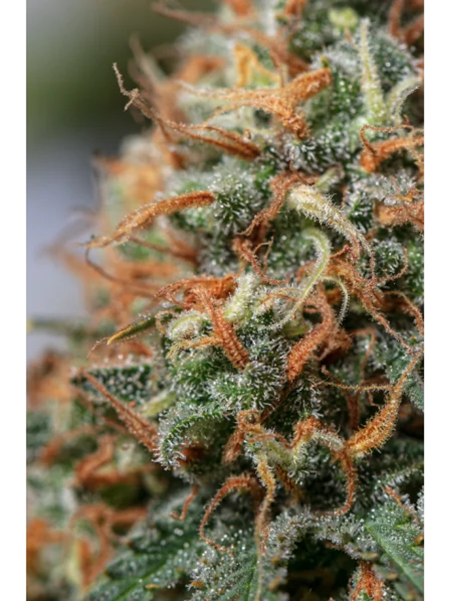 Moby Dick Fem X3-Seedstockers 2