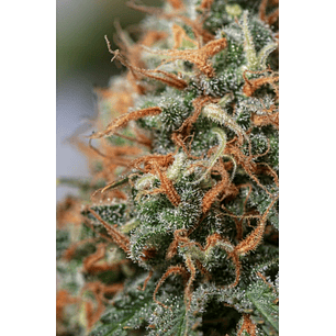 MOBY DICK FEM X3-SEEDSTOCKERS