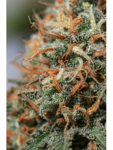 MOBY DICK FEM X3-SEEDSTOCKERS 2