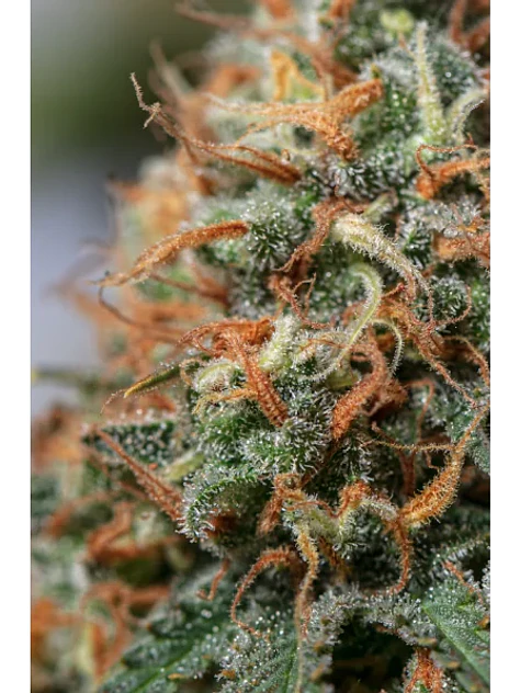 Moby Dick Fem X3-Seedstockers 2