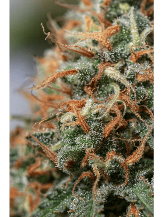 MOBY DICK FEM X3-SEEDSTOCKERS 2