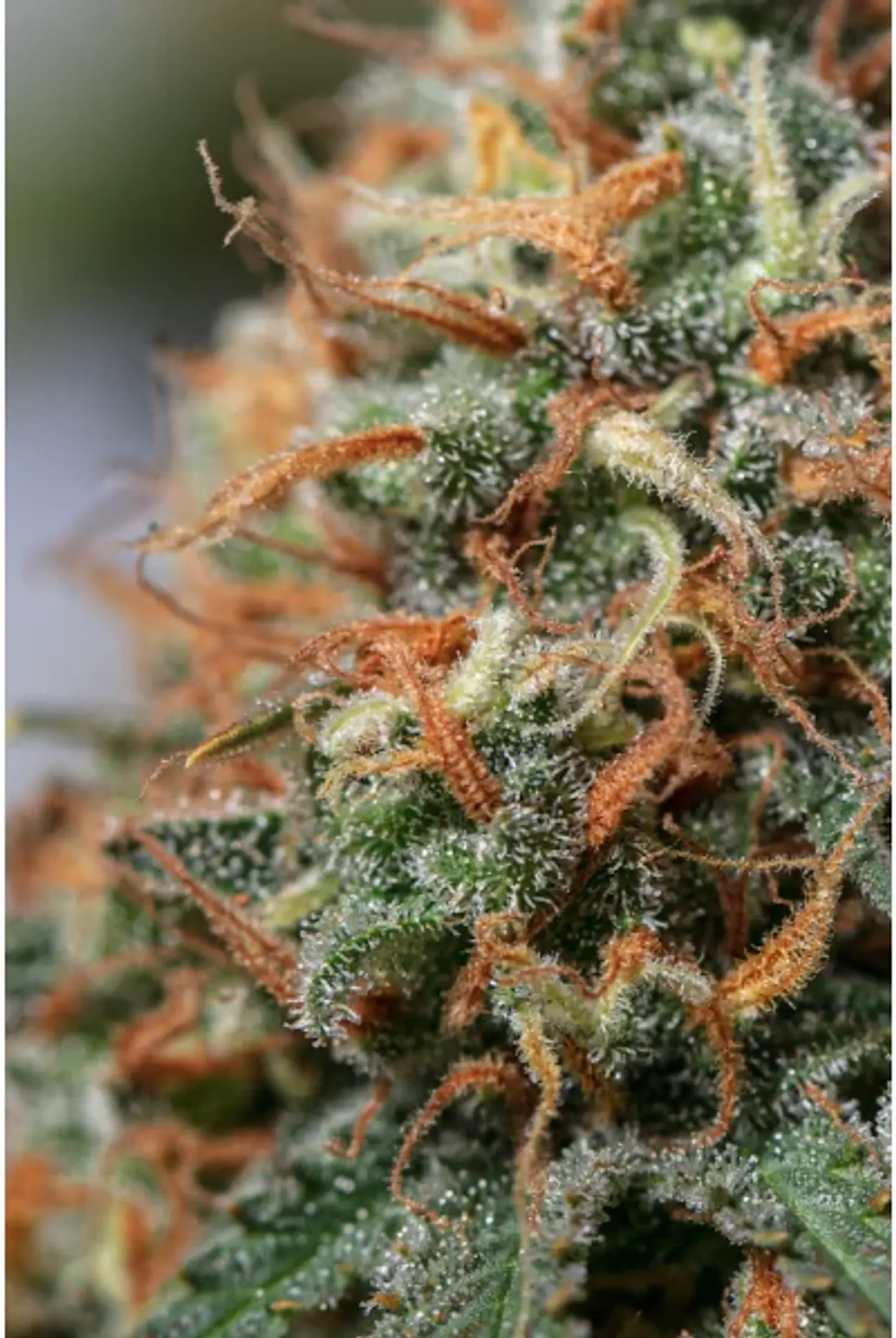 Moby Dick Fem X3-Seedstockers 2