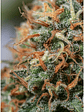 MOBY DICK FEM X3-SEEDSTOCKERS - Miniatura 2