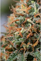 Moby Dick Fem X3-Seedstockers - Miniatura 2