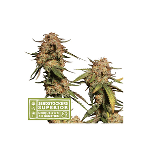 Moby Dick Regular X3-Seedstockers